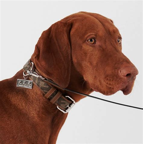 fendi dog collar|elegant dog collar.